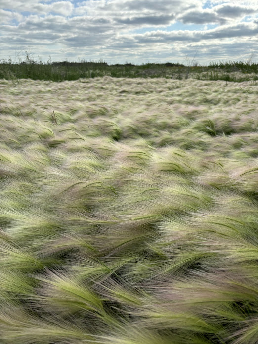 Prairie grass blowing in wind.
