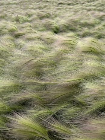Prairie grass blowing in wind.